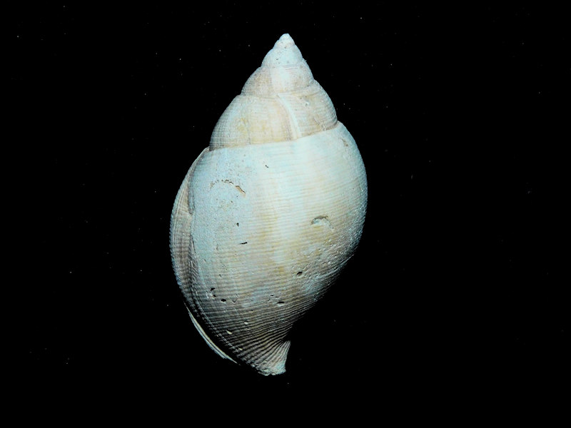 Sconsia hodgii 2” or 49.88mm. "Choice Specimen"#17223 Sconsia hodgii 2” or 49.88mm. "Choice Specimen"#17223