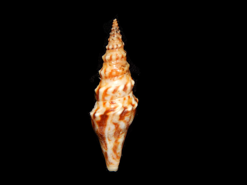 Turridae-Pseudomelatomidae