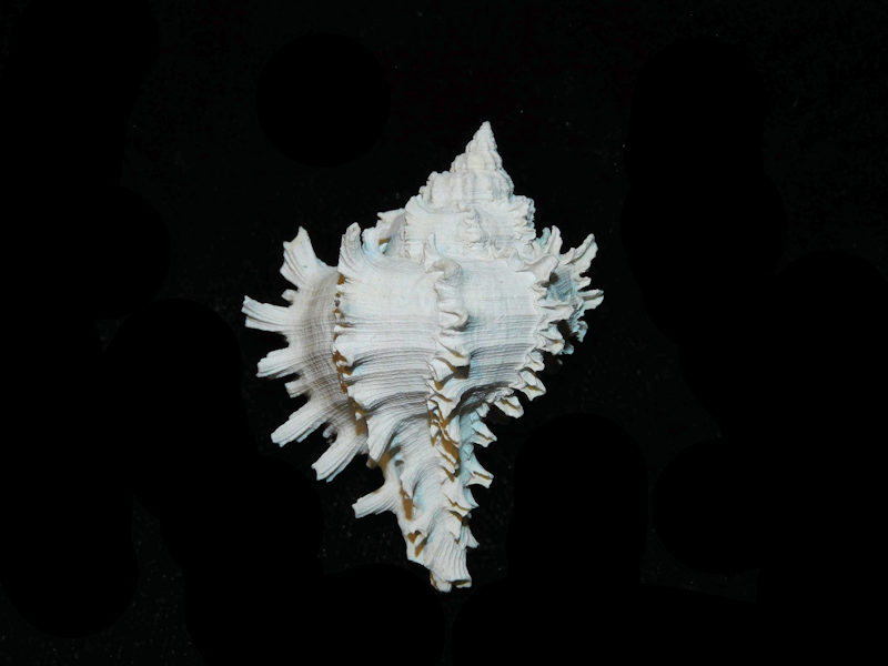 Hexaplex jameshoubricki 41.74mm."RaRE"LOT#700987G (image for) Hexaplex jameshoubricki 41.74mm."RaRE"LOT#700987G