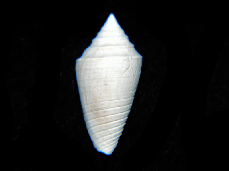 Jaspidiconus hyshugari 1” or 24.91mm.PBA #17666