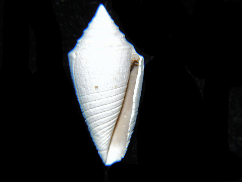 Jaspidiconus hyshugari 1” or 24.91mm.PBA #17666