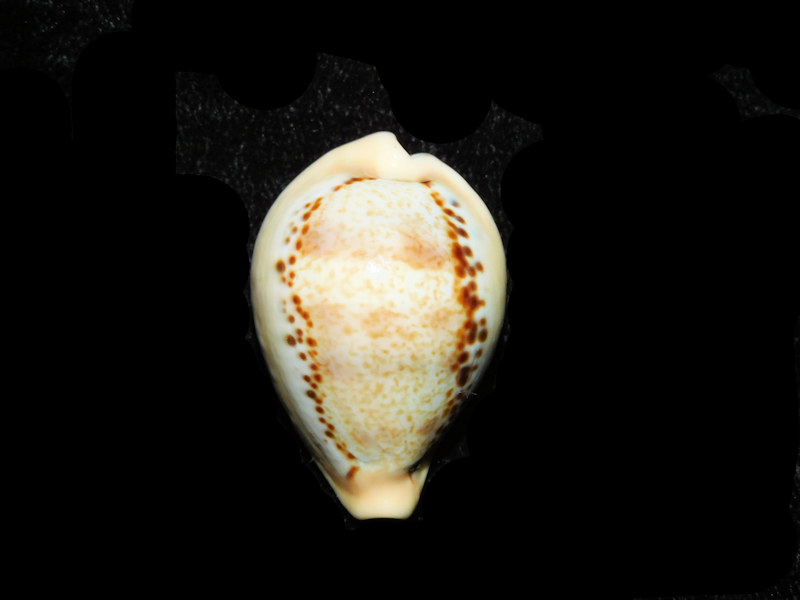 Paradusta hungerfordi 1 3/8” or 33.50mm "Outstanding Variant" Lot#901277JB (image for) Paradusta hungerfordi 1 3/8” or 33.50mm "Outstanding Variant" Lot#901277JB