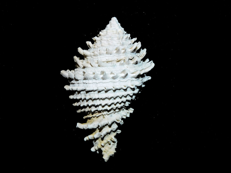 Hystrivasum violetae 2 ¾” or 69.84mm."Buckingham"#500020 Hystrivasum violetae 2 ¾” or 69.84mm."Buckingham"#500020