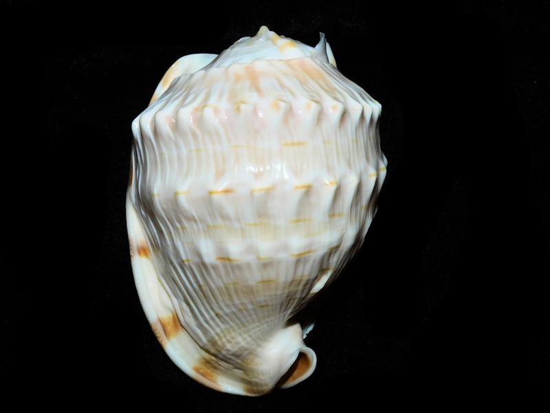 Hypocassis fimbriata 3 ¾” or 95.07mm."Gorgeous" #700790 Hypocassis fimbriata 3 ¾” or 95.07mm."Gorgeous" #700790