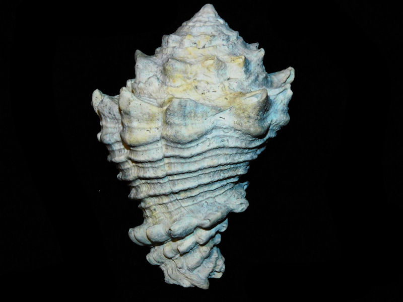 Hystrivasum hyshugari 4 1/8” or 104.11mm."Ultra-Rare"#17599