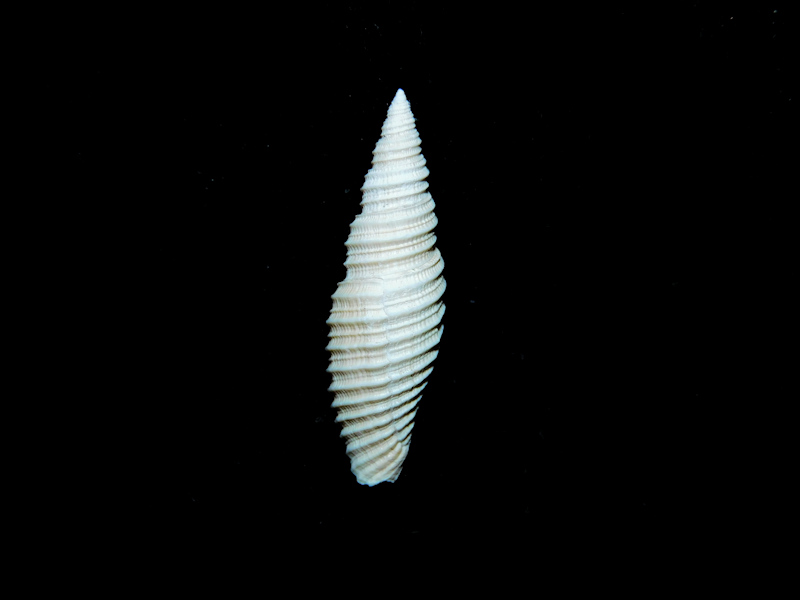 Mitridae