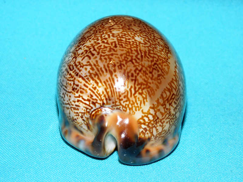 Mauritia arabica immanis 3 1/8” or 79.39mm."Gorgeous" #700165 - Click Image to Close