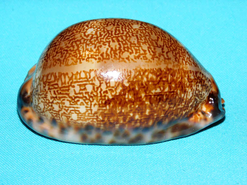 Mauritia arabica immanis 3 1/8” or 79.39mm."Gorgeous" #700165 - Click Image to Close