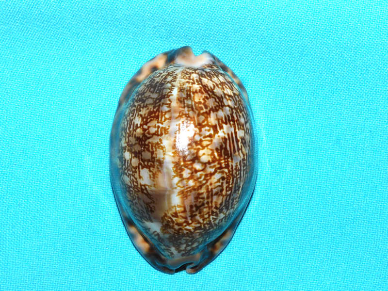 Mauritia arabica immanis 3” or 75.43mm. "Gorgeous" #700106 Mauritia arabica immanis 3” or 75.43mm. "Gorgeous" #700106