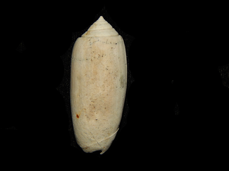 Oliva immortua 1 7/8” -Rare Pinecrest Member-Lot#14288 Oliva immortua 1 7/8” -Rare Pinecrest Member-Lot#14288