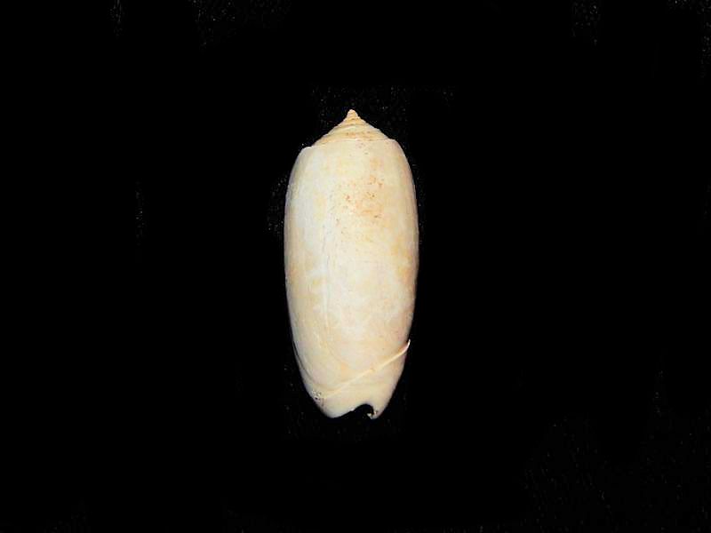 Oliva immortua-Rare Pinecrest Member-Lot # 10649