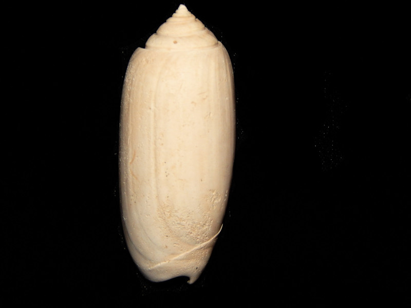 Oliva(Strephona) immortua 1 ¾”-Pinecrest Member-Lot#12070 Oliva(Strephona) immortua 1 ¾”-Pinecrest Member-Lot#12070