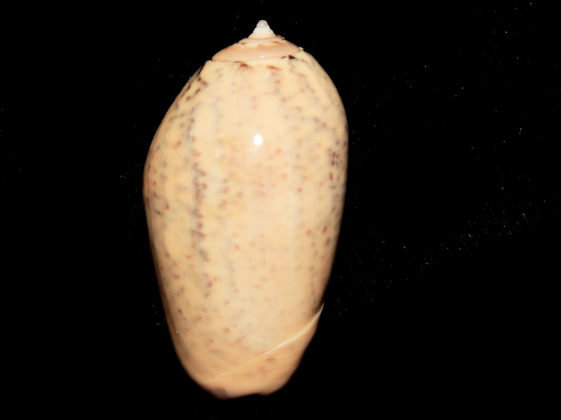 Oliva (Strephona) incrassata 1 3/4”-Baja, Mexico-Lot#16191