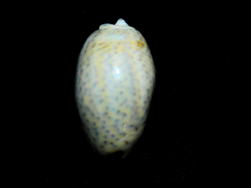 Oliva bulbosa inflata 1 ¼” Seychelles Lot#16838