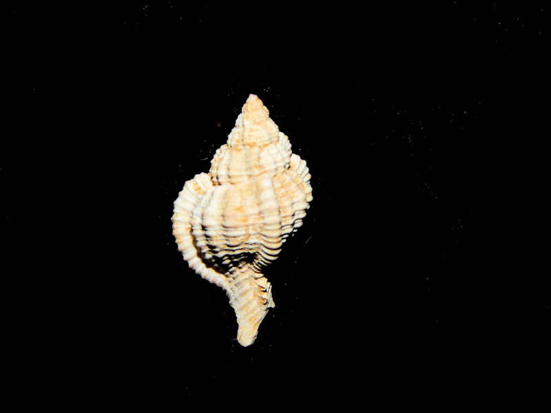 Phyllonotus infrequens 20.66mm-Ultra-Rare Chipola Lot#16781 Phyllonotus infrequens 20.66mm-Ultra-Rare Chipola Lot#16781