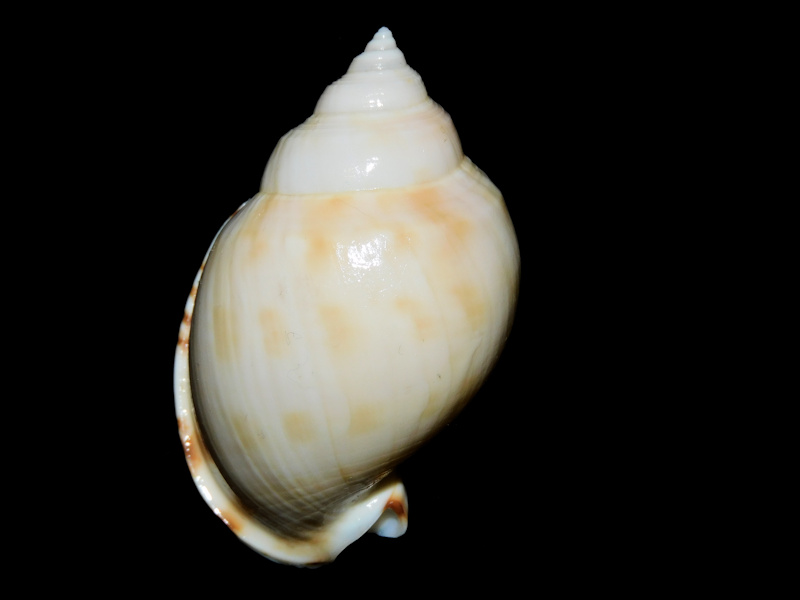 Semicassis inornata 2 1/8” or 53.52mm."Uncommon"#700270 Semicassis inornata 2 1/8” or 53.52mm."Uncommon"#700270