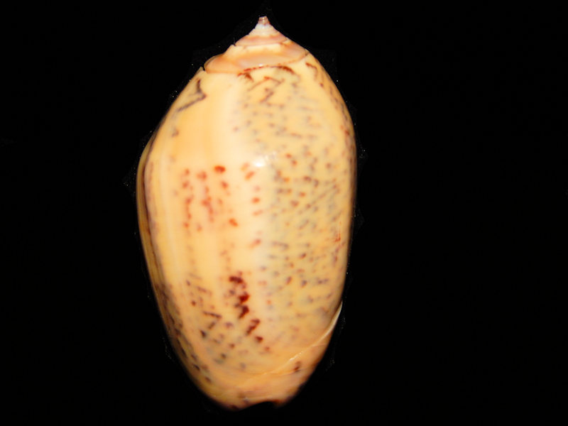 Oliva (Strephona) incrassata 1 ¾” -Lot#12335 Oliva (Strephona) incrassata 1 ¾” -Lot#12335