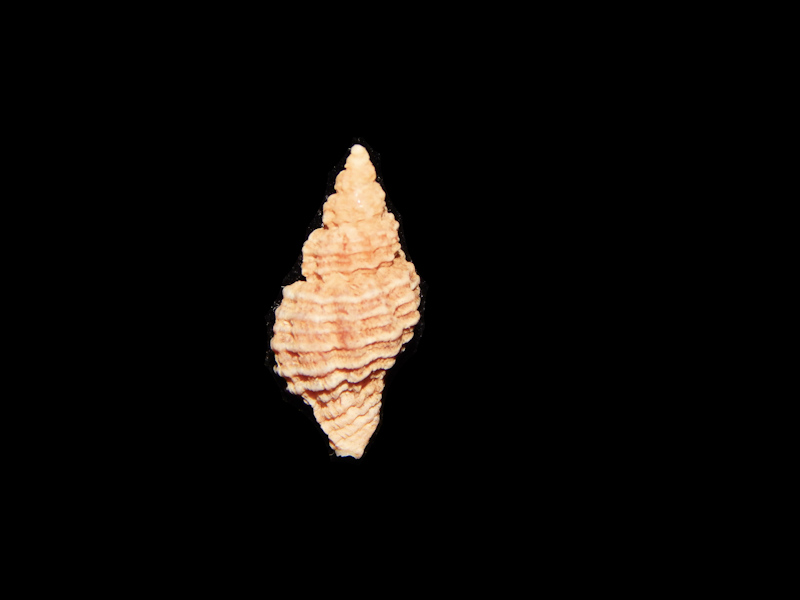 Ocinebrina interfossa 16.51mm.-Vancouver Island-Lot#15622 Ocinebrina interfossa 16.51mm.-Vancouver Island-Lot#15622