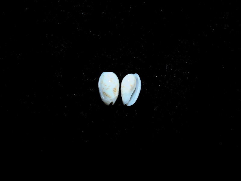 Persicula interruptolineata(2) 8.56mm & 8.43mm. Tobago Lot#16836 Persicula interruptolineata(2) 8.56mm & 8.43mm. Tobago Lot#16836