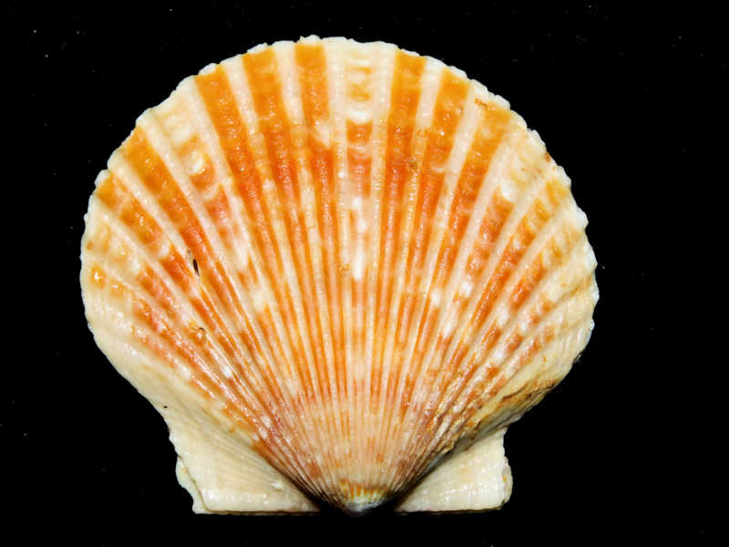 Argopecten irradians subspecies 2 ¼” or 56.05mm.#17167 Argopecten irradians subspecies 2 ¼” or 56.05mm.#17167