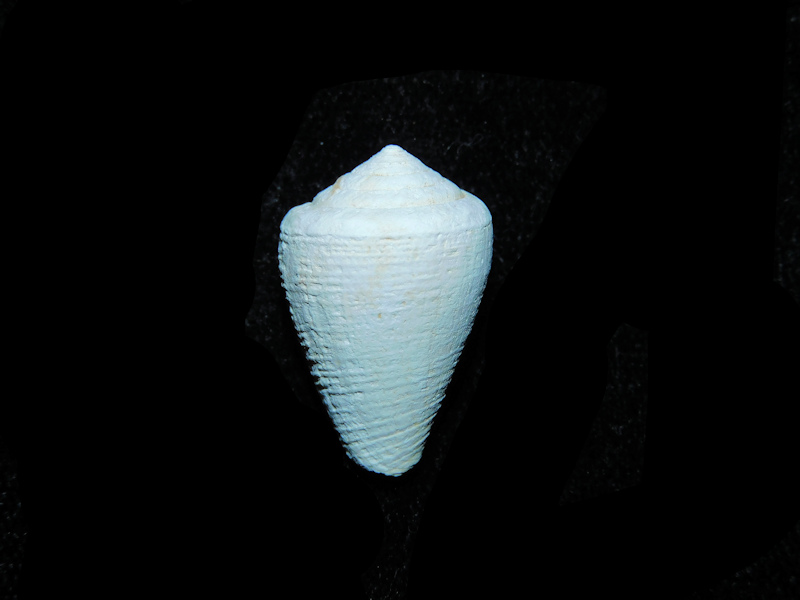 Artemidiconus isomitratus 21.22mm. "Miocene Chipola"#17816 Artemidiconus isomitratus 21.22mm. "Miocene Chipola"#17816