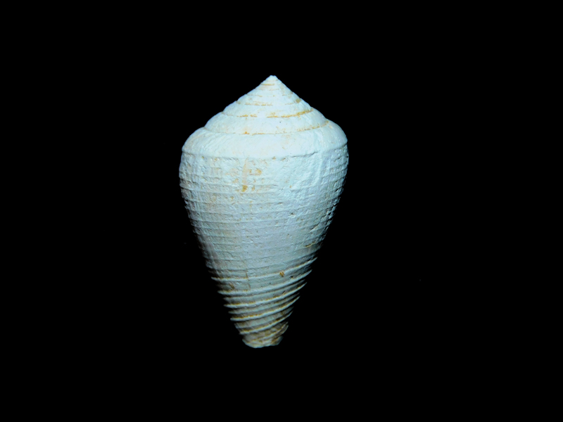 Artemidiconus isomitratus 1" or 25.94mm. "Rare Chipola"#17209