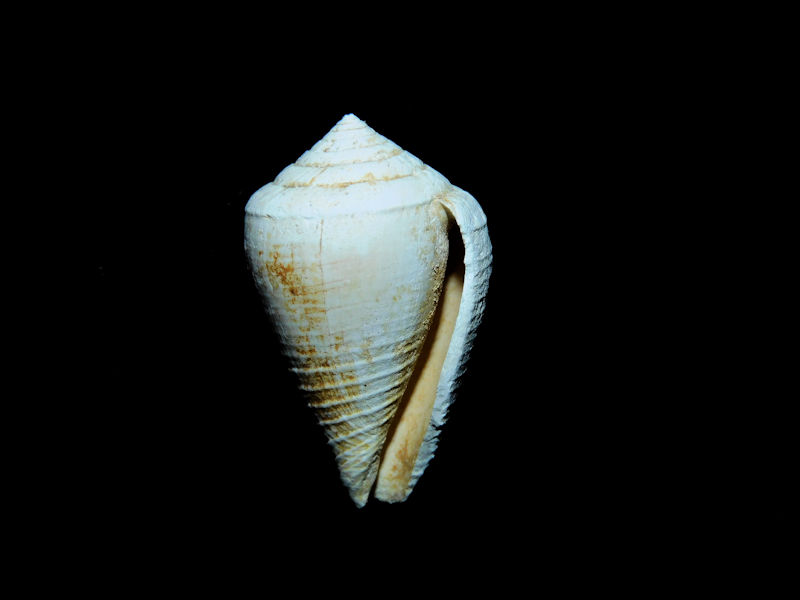 Artemidiconus isomitratus 1" or 25.94mm. "Rare Chipola"#17209 - Click Image to Close