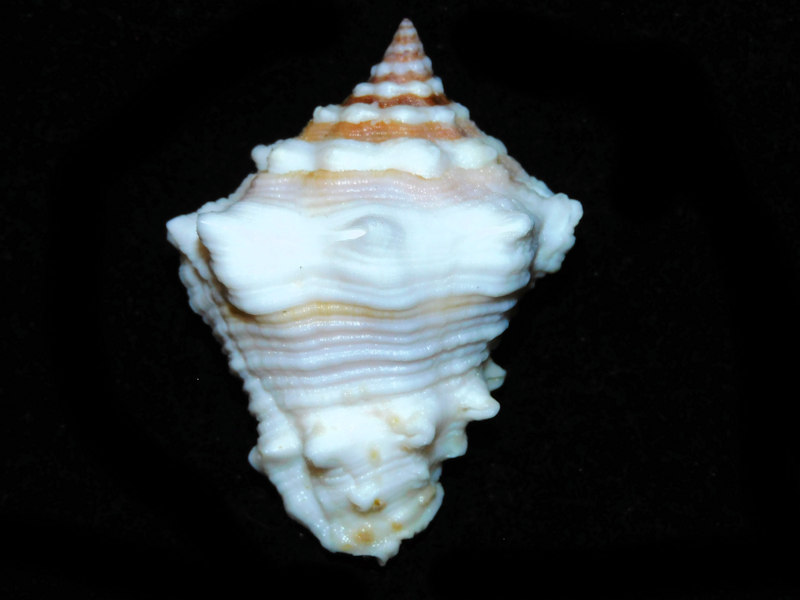 Vasum muricatum 2 5/8” or 66.29mm. w/o."Jamaica"#700658 Vasum muricatum 2 5/8” or 66.29mm. w/o."Jamaica"#700658