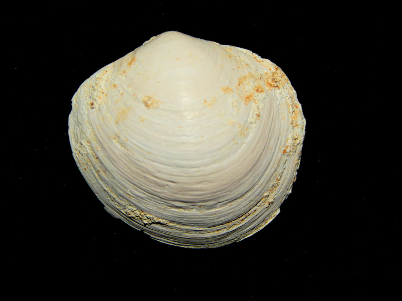 Anodontia janus 1” -Alum Bluff Ultra-Rare-Lot#16750 Anodontia janus 1” -Alum Bluff Ultra-Rare-Lot#16750