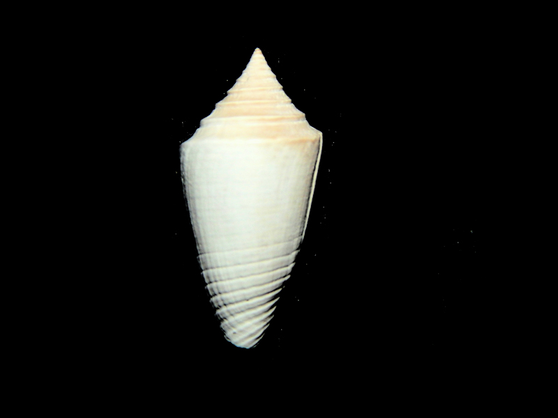 Jaspidiconus hyshugari 1” or 25.48mm. PBA #16952 Jaspidiconus hyshugari 1” or 25.48mm. PBA #16952