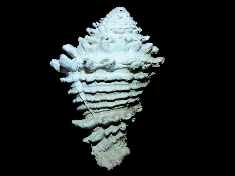 Hystrivasum jacksonense 4 ¼” or 105.02mm."Ultra-Rare" #500063 Hystrivasum jacksonense 4 ¼” or 105.02mm."Ultra-Rare" #500063