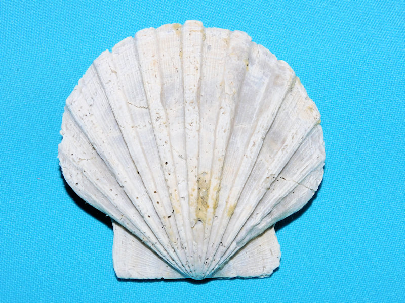 Chesapecten jeffersonius 3 ¼” or 82.71mm."Rare "#800069 Chesapecten jeffersonius 3 ¼” or 82.71mm."Rare "#800069