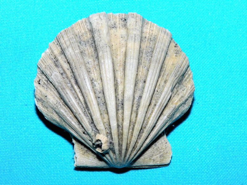 Chesapecten jeffersonius 2 3/8” or 58.07mm. wide."Superb"#800090 Chesapecten jeffersonius 2 3/8” or 58.07mm. wide."Superb"#800090