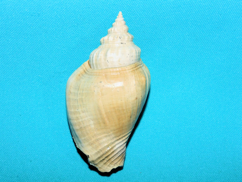 Strombus jenniferae 2 5/8” or 62.92mm.Petuch Unit 2 #800055 Strombus jenniferae 2 5/8” or 62.92mm.Petuch Unit 2 #800055