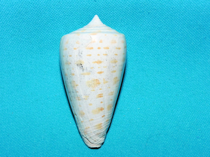 Lindaconus jeremyi 2 1/4"or 55.41mm."Superb Rare"#600095 Lindaconus jeremyi 2 1/4"or 55.41mm."Superb Rare"#600095