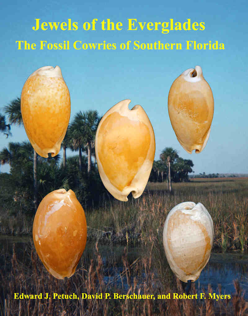 Jewels of the Everglades-The Fossil Cowries Of Southern Florida