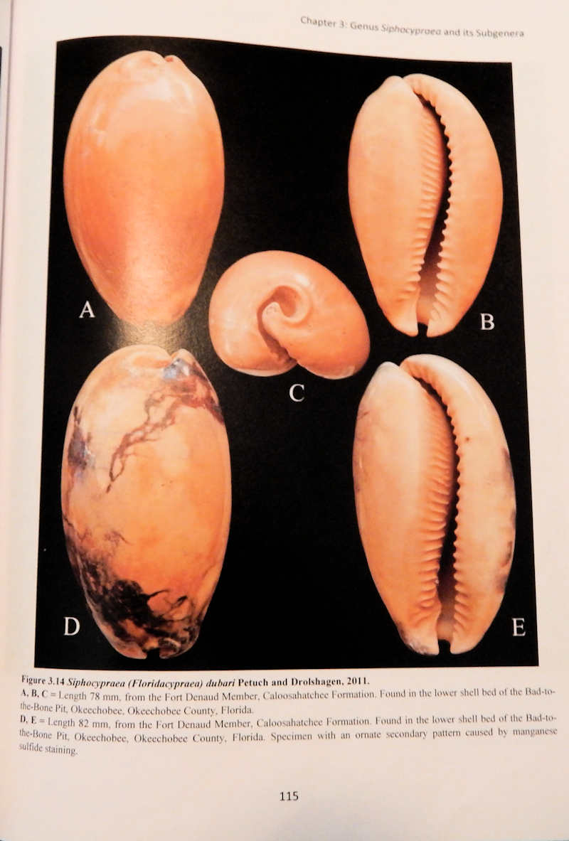 Jewels of the Everglades-The Fossil Cowries Of Southern Florida - Click Image to Close