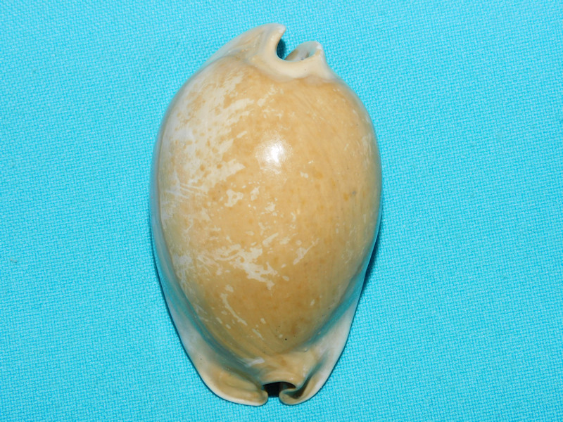 Akleistostoma juliagardnerae 2 3/4” or 70.06mm. Gorgeous #600006 Akleistostoma juliagardnerae 2 3/4” or 70.06mm. Gorgeous #600006