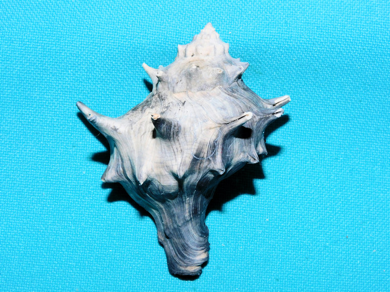Echinofulgur jonesae 2 3/8” or 58.37mm.Lovely Unit 4 #400040 Echinofulgur jonesae 2 3/8” or 58.37mm.Lovely Unit 4 #400040