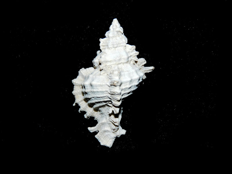 Chicoreus judeae 1 5/8” or 41.39mm. "Choice'#16985 Chicoreus judeae 1 5/8” or 41.39mm. "Choice'#16985