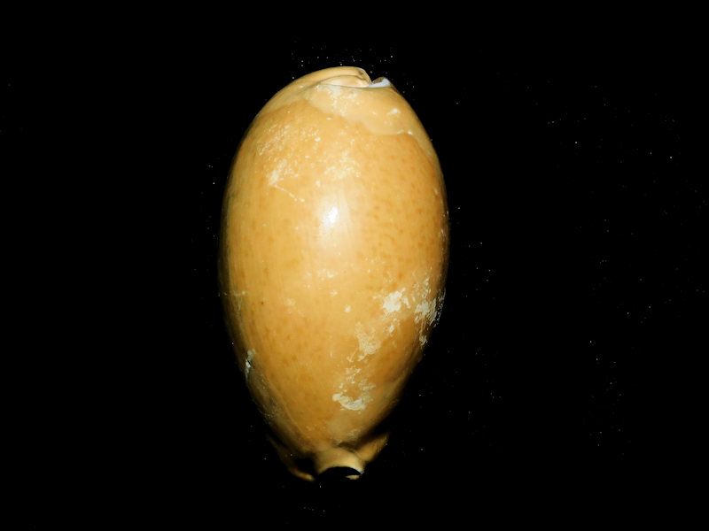 Siphocypraea(Floridacypraea)dubari 3” or 75.21mm.#800093 Siphocypraea(Floridacypraea)dubari 3” or 75.21mm.#800093