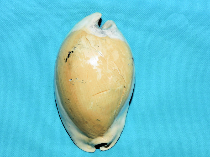 Akleistostoma juliagardnerae 3 ¼” or 82.54mm."Lovely"#16972 Akleistostoma juliagardnerae 3 ¼” or 82.54mm."Lovely"#16972