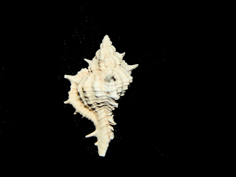 Muricidae-Thaididae-Ecphora