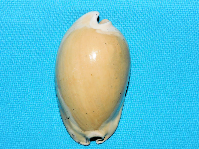 Akleistostoma juliagardnerae 3 1/4” or 82.73mm."Superb"#600117 Akleistostoma juliagardnerae 3 1/4” or 82.73mm."Superb"#600117