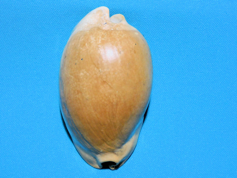 Akleistostoma juliagardnerae 3 1/4” or 81.29mm"Variant"#600120 Akleistostoma juliagardnerae 3 1/4” or 81.29mm"Variant"#600120
