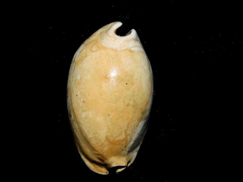 Akleistostoma juliagardnerae 2 7/8” or 73.77mm. "Variant"#600147 Akleistostoma juliagardnerae 2 7/8” or 73.77mm. "Variant"#600147