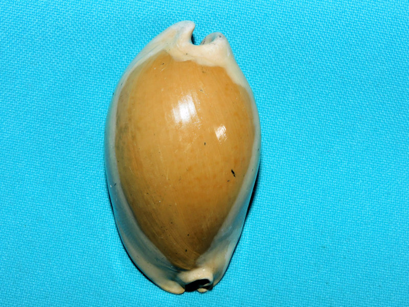 Akleistostoma juliagardnerae 2 5/8” or 66.26mm Superb#800051 Akleistostoma juliagardnerae 2 5/8” or 66.26mm Superb#800051