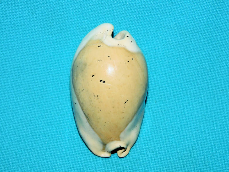 Akleistostoma juliagardnerae 2” or 50.96mm."Rare Dwarf"#600179 Akleistostoma juliagardnerae 2” or 50.96mm."Rare Dwarf"#600179