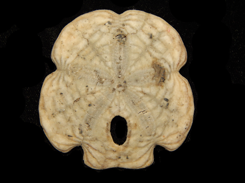 Encope tamiamiensis 2 1/4” -Jupiter Waterway-Lot#15186 Encope tamiamiensis 2 1/4” -Jupiter Waterway-Lot#15186