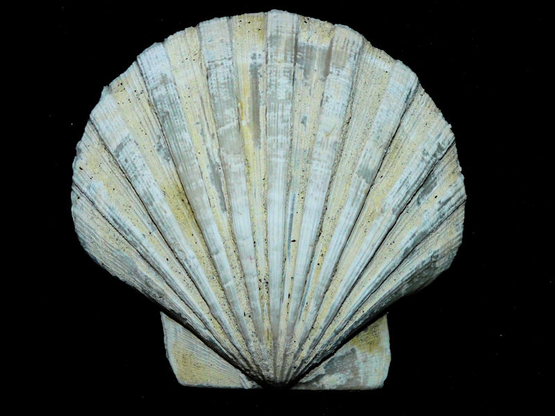 Chesapecten jeffersonius 3 7/8” or 99.72mm."Superb" #800229